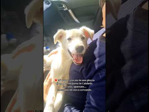 Regalo Charley splendido dolce cucciolo cerca casa 