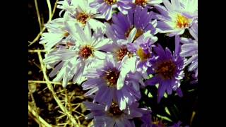 Sophie Zelmani ~ Shades