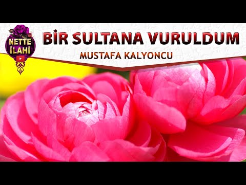 Bir Sultana Vuruldum  I  Mustafa Kalyoncu  I  Nette İlahi
