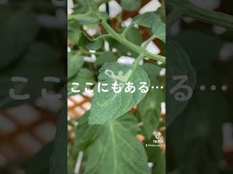 トマトの葉に白い斑点ができる 3 つの原因 (およびその対処法)  庭園