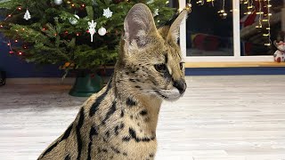 Лучшие очистители воздуха от кошачьей шерсти для квартиры 2025 года по ...