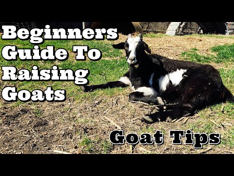 , title : 'Beginners Guide To Raising Goats | Goat Tips | Goat Video'