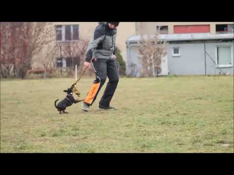 Miniature pinscher,defensive training