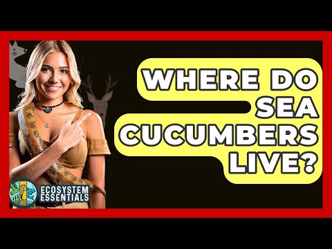 Where Do Sea Cucumbers Live? - Ecosystem Essentials