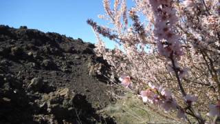 preview picture of video 'HD Caminando entre los almendros en flor y el volcan  febrero 2, 2013'