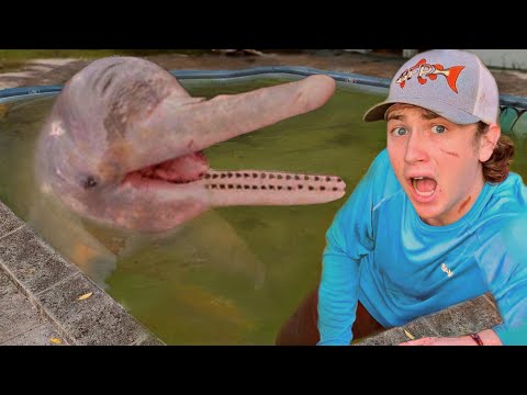 I Found Dolphins in an Abandoned Pool!