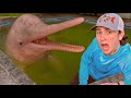 I Found Dolphins In An Abandoned Pool