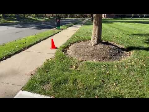 Residents Pestered by Yellow Jackets in Skillman, NJ