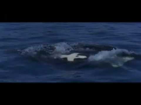 Free Willy  theme song micheal jackson.mp4