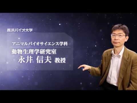 バイオデータサイエンス学科 「脳梗塞のメカニズムを解明する」永井 信夫先生