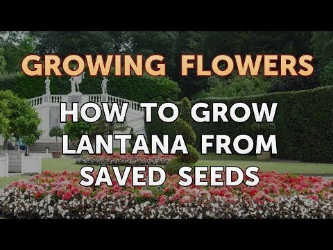 How to Grow Lantana From Saved Seeds