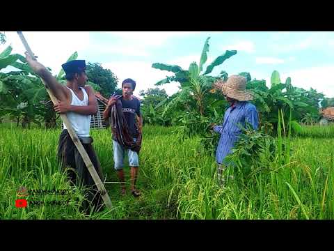 madura-lucu-comedy-pendek-lakoh-ajegeh-manok