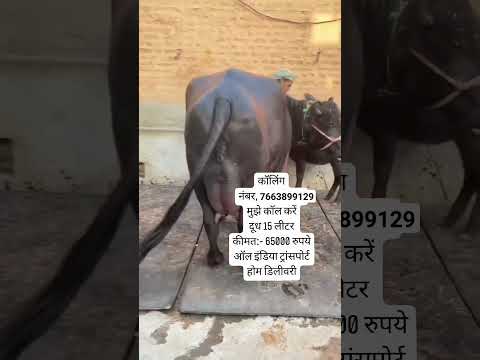 call me 📞 7663899129 murrah Buffalo milk 15 liter price 65000 aal India transport available #dairy