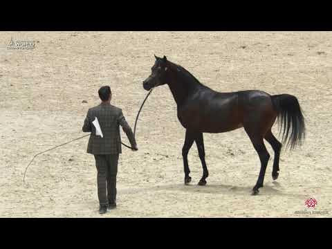 N 126 D IBN RASHEEM   Paris 2019   Junior Colts Class 5B