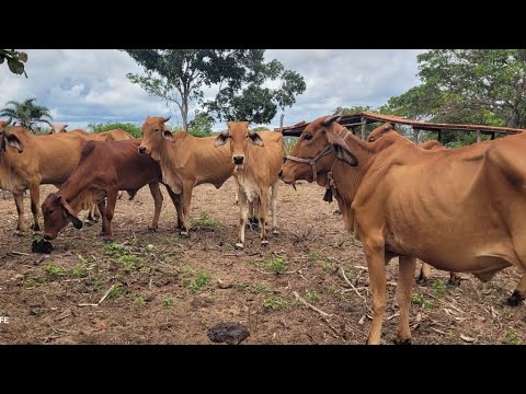 NOVILHAS PRA CRIA E RECRIA A VENDA, TUPANATINGA PERNAMBUCO 
