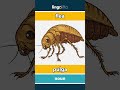 flea - pulga video thumbnail