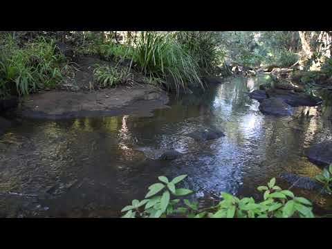 Platypus - Tucki Tucki Creek