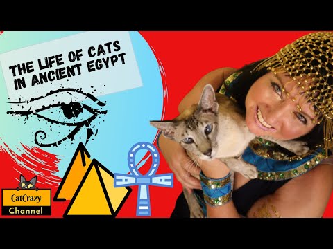 Why Did the Ancient Egyptians Worship Their Cats And Treated Them So Well?