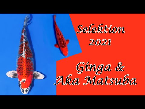 Koi-Selektion 2021 |  Special Koi