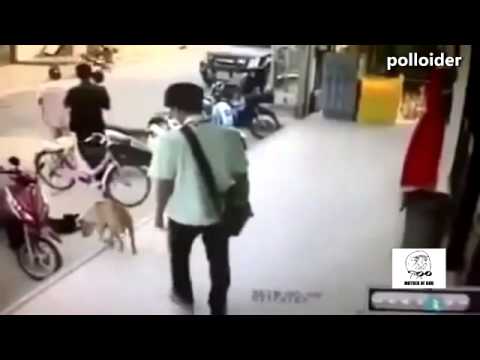 La Venganza de un Perro (se defiende de un hombre)...