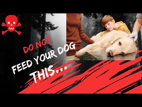 DON'T Feed Your Dog This (Dangerous Dog Foods)