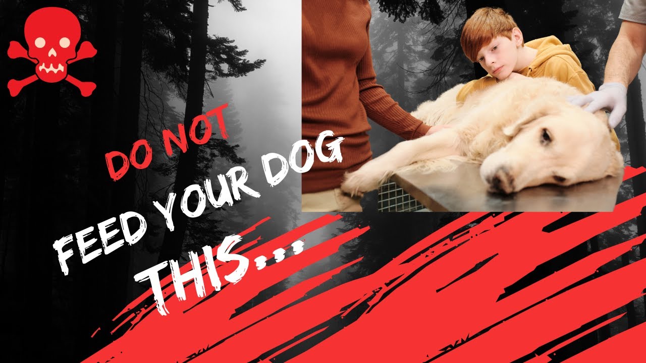 Watch DON'T Feed Your Dog This (Dangerous Dog Foods) Now DON'T Feed Your Dog This (Dangerous Dog Foods)