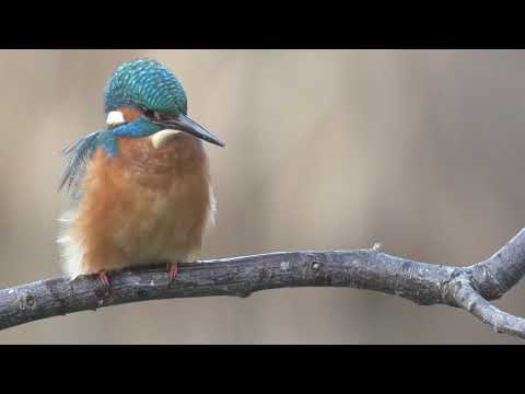 Trelleborg grönplan med text