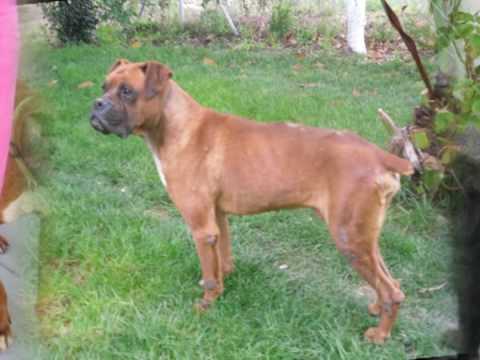 Asti, boxer abandonado