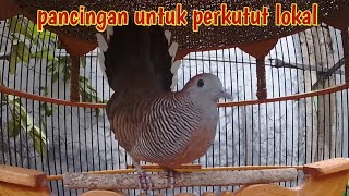 Download lagu Perkutut lokal gacor suara panjang istimewa. mp3