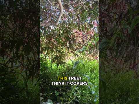 DH Landscape Solution video.