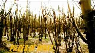 MGMT - Pieces of What - Music Video + Lyrics