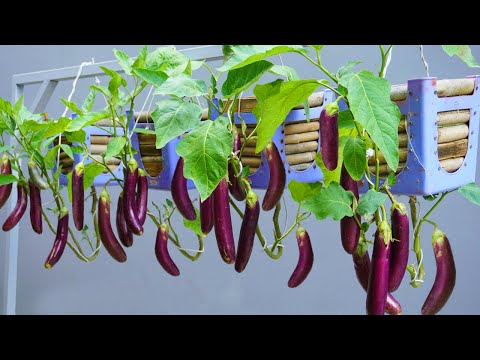 Let s grow bitter melon for your family this way it s very fruity and easy to make