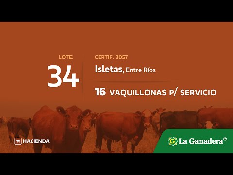 Lote Vaquillonas para servicio en Isletas