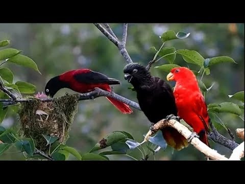 image-What are wild birds?