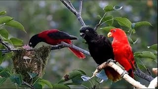Nature And Wildlife Video – Bird and animal is beautiful creature on our planet