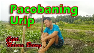 Download lagu PACOBANING URIP - Cipt. NDARU BRENG ( Cover by. Arif Rahman ) mp3