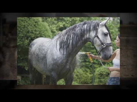 ANDALUSIAN DRESSAGE HORSES FOR SALE - YEGUADA D IS PRESENTING TOP PRE CHAMPION STALLIONS