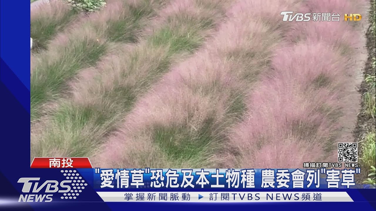 「愛情草」恐危及本土物種 農委會列「害草」