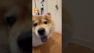 やっと水曜日、腰痛すぎる #猫 #犬 #猫のいる暮らし #保護猫 #ちゃとら猫 #ねこのいる生活 #cat