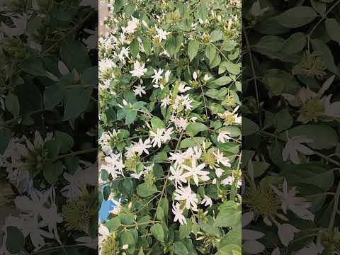 #rumanaazmiquotes #nature #flowers #alhamdulillah #motijheelpark #murshidabad #westbengal