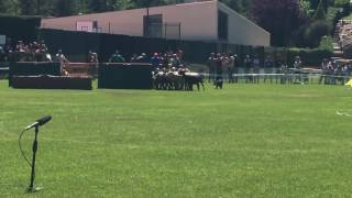 Concurs de Gossos d&#39;Atura a Prades