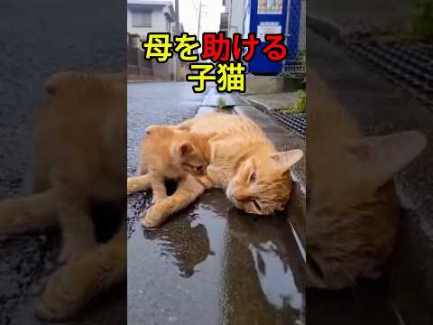 弱った母猫と懸命な子猫【感動物語】 #shorts