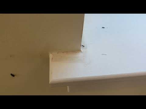 Acrobat Ants Get Cold Too in Bradley Beach, NJ