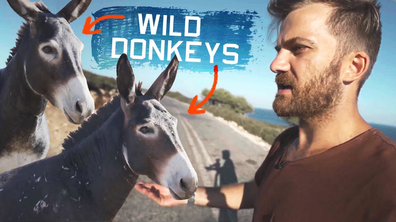 Hunting for the Wild War Donkeys of Cyprus
