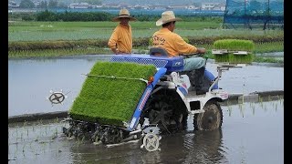 Download lagu Wet Rice From Seed To Harvest Process - Amazing Modern Asia Agriculture Technology | Sajeeb News || mp3