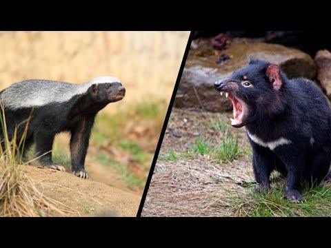 Honey Badger vs Tasmanian Devil