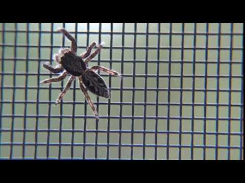 Spider Crawling - Free Stock Creative Commons Video