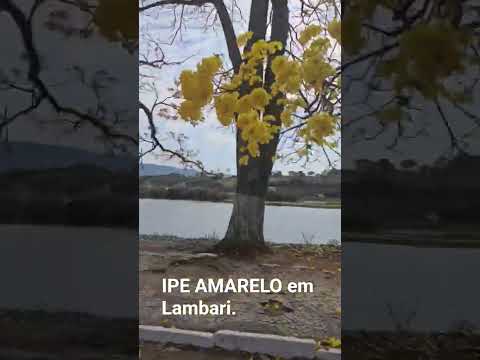 Ruas de Lambari. #minasgerais #paisagemnatural #natureza ##flores #plantas #ipeamarelo#Lambari