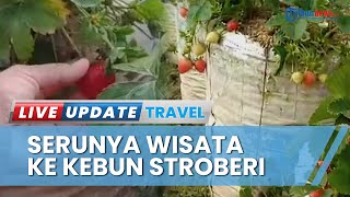 Serunya Wisata ke Kebun Stroberi di Kaki Gunung Lawu Tawangmangu, Bisa Petik Langsung Buah Segar