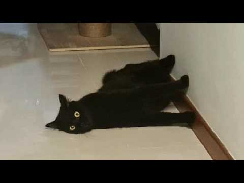 Cats forget to think.